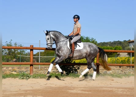 PRE, Castrone, 4 Anni, 167 cm, Grigio pezzato