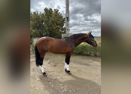 PRE, Castrone, 4 Anni, 168 cm, Baio ciliegia