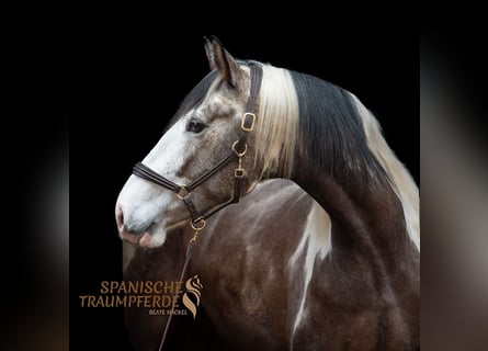 PRE Mix, Castrone, 4 Anni, 168 cm, Pezzato