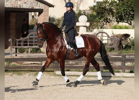 PRE Mix, Castrone, 4 Anni, 170 cm, Baio ciliegia