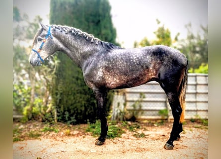 PRE Mix, Castrone, 4 Anni, 170 cm, Grigio pezzato