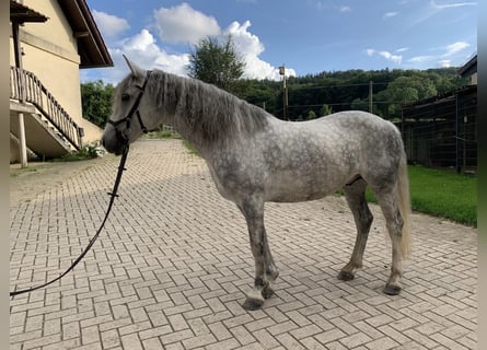 PRE, Castrone, 5 Anni, 153 cm, Grigio