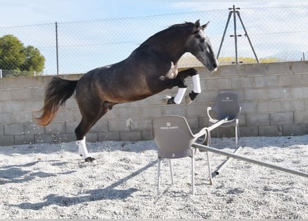 PRE, Castrone, 5 Anni, 155 cm, Grigio