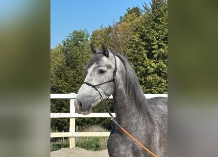 PRE Mix, Castrone, 5 Anni, 157 cm, Grigio pezzato