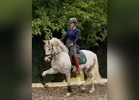 PRE, Castrone, 5 Anni, 157 cm, Grigio pezzato