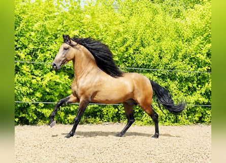 PRE, Castrone, 5 Anni, 159 cm, Falbo