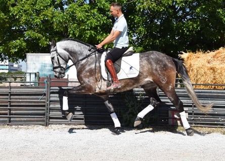 PRE, Castrone, 5 Anni, 160 cm, Grigio