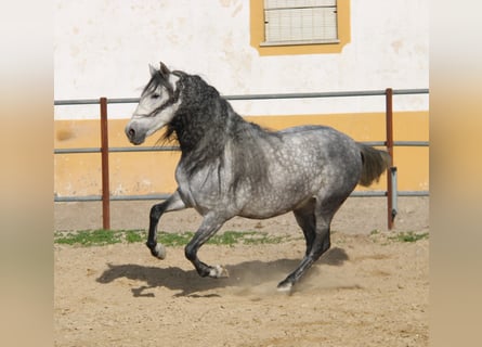 PRE, Castrone, 5 Anni, 160 cm, Grigio pezzato