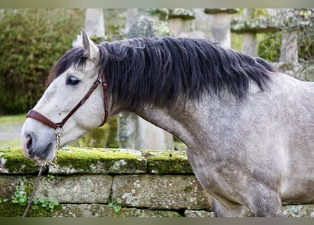 PRE, Castrone, 5 Anni, 161 cm, Grigio