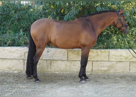 PRE, Castrone, 5 Anni, 162 cm, Baio
