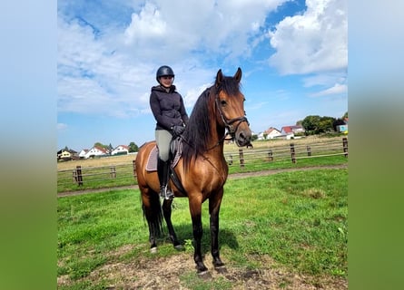 PRE Mix, Castrone, 5 Anni, 162 cm, Baio