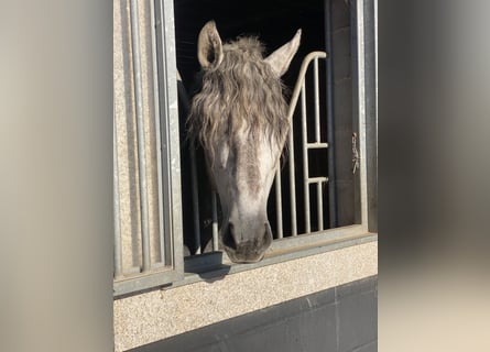 PRE, Castrone, 5 Anni, 163 cm, Grigio