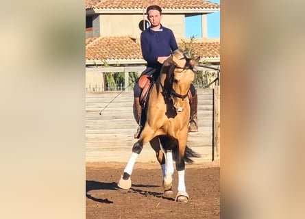 PRE, Castrone, 5 Anni, 163 cm, Pelle di daino