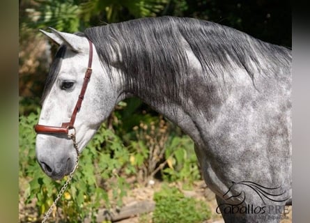 PRE Mix, Castrone, 5 Anni, 164 cm, Grigio