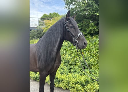 PRE Mix, Castrone, 5 Anni, 164 cm, Morello