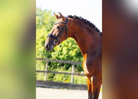 PRE, Castrone, 5 Anni, 165 cm, Baio