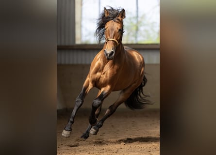 PRE, Castrone, 5 Anni, 165 cm, Baio chiaro