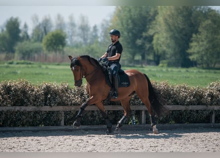 PRE Mix, Castrone, 5 Anni, 165 cm, Baio scuro