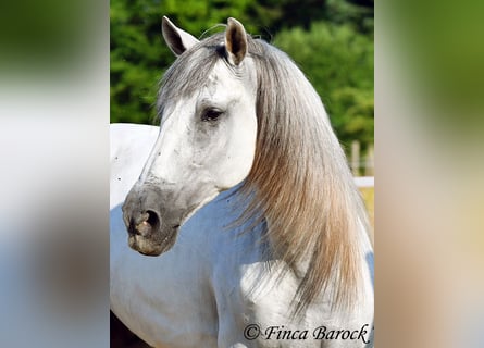 PRE Mix, Castrone, 5 Anni, 165 cm, Grigio