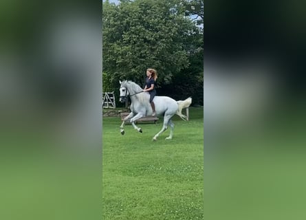 PRE, Castrone, 5 Anni, 165 cm, Grigio