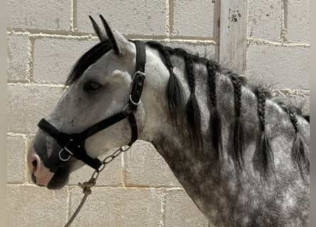 PRE Mix, Castrone, 5 Anni, 165 cm, Grigio