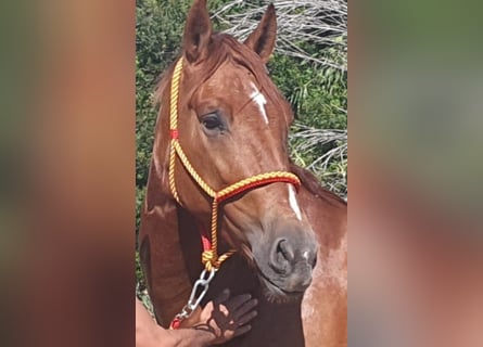 PRE, Castrone, 5 Anni, 165 cm, Sauro