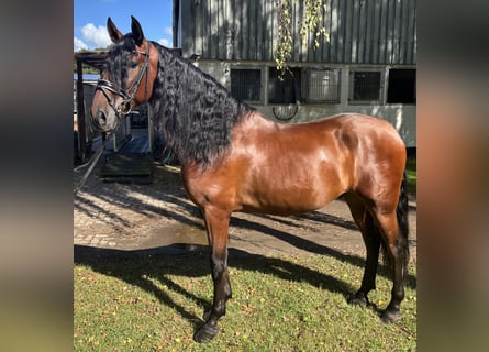 PRE, Castrone, 5 Anni, 166 cm, Baio