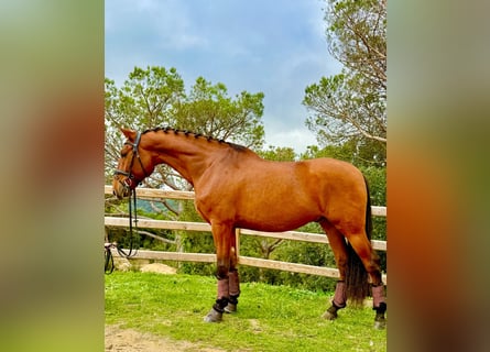 PRE Mix, Castrone, 5 Anni, 166 cm, Baio ciliegia