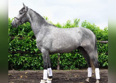 PRE, Castrone, 5 Anni, 166 cm, Grigio