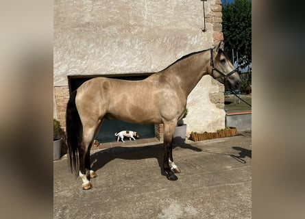 PRE Mix, Castrone, 5 Anni, 167 cm, Falbo