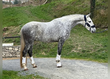 PRE, Castrone, 5 Anni, 167 cm, Grigio pezzato