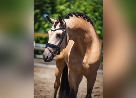 PRE Mix, Castrone, 5 Anni, 168 cm, Pelle di daino