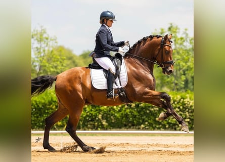 PRE Mix, Castrone, 5 Anni, 169 cm, Baio ciliegia