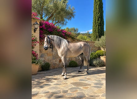 PRE, Castrone, 5 Anni, 170 cm, Grigio rossastro
