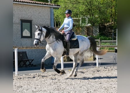 PRE, Castrone, 5 Anni, Grigio