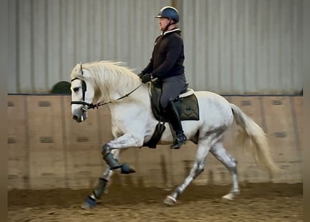 PRE Mix, Castrone, 6 Anni, 155 cm, Grigio