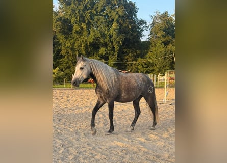 PRE, Castrone, 6 Anni, 158 cm, Grigio pezzato