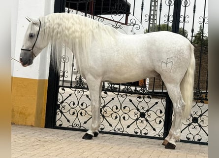 PRE, Castrone, 6 Anni, 160 cm, Grigio pezzato