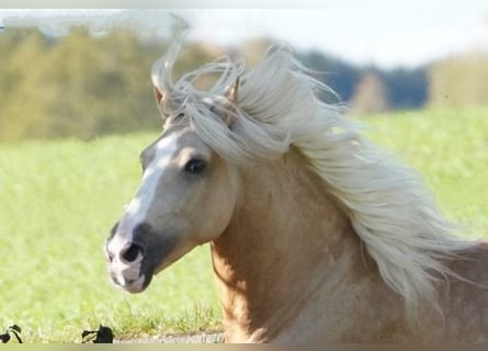 PRE, Castrone, 6 Anni, 160 cm, Palomino