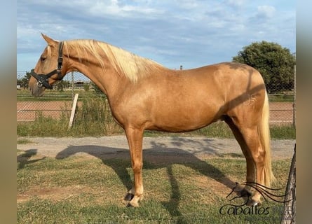 PRE Mix, Castrone, 6 Anni, 161 cm, Palomino