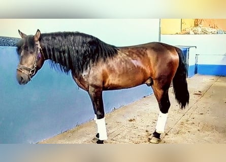 PRE, Castrone, 6 Anni, 162 cm, Baio