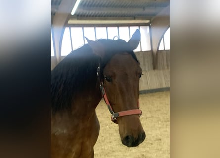 PRE Mix, Castrone, 6 Anni, 162 cm, Baio