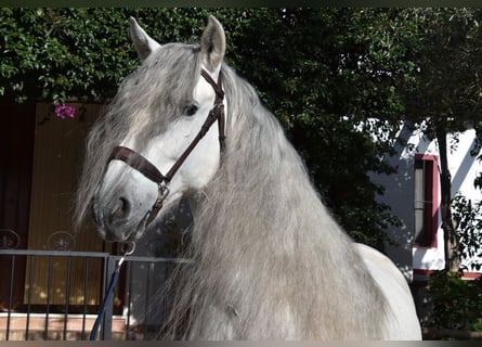 PRE Mix, Castrone, 6 Anni, 162 cm, Grigio
