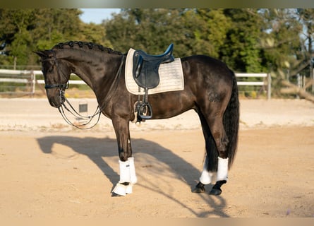 PRE, Castrone, 6 Anni, 162 cm, Morello