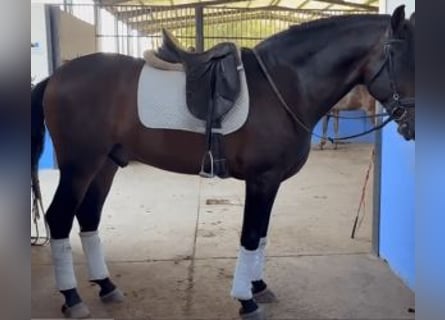 PRE Mix, Castrone, 6 Anni, 163 cm, Baio ciliegia