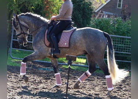 PRE Mix, Castrone, 6 Anni, 163 cm, Grigio