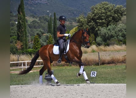 PRE, Castrone, 6 Anni, 164 cm, Baio