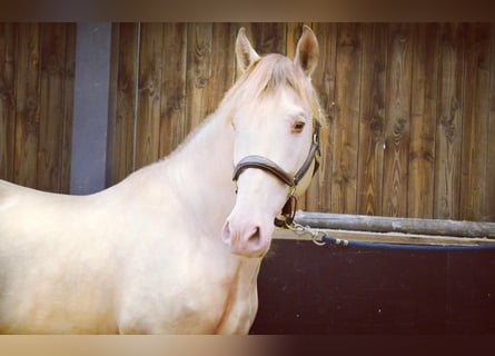 PRE Mix, Castrone, 6 Anni, 164 cm, Cremello