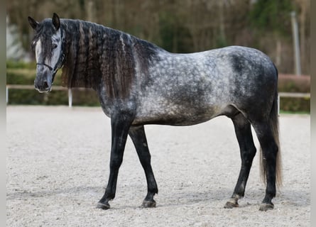 PRE Mix, Castrone, 6 Anni, 164 cm, Grigio