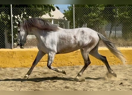 PRE Mix, Castrone, 6 Anni, 164 cm, Grigio